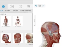 肌肉与运动机能学 9.00.050